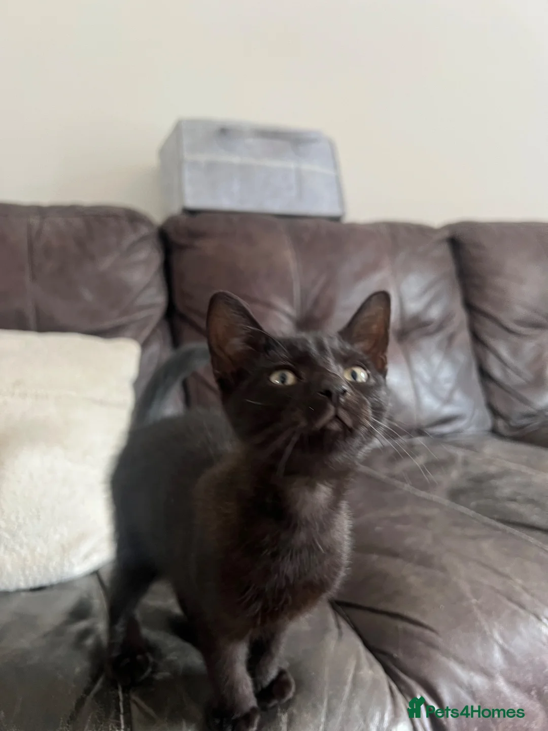 American Shorthair cats for sale: beautiful black kitten - Advert 1