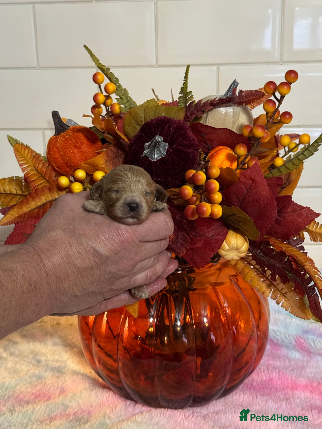 Cavapoo dogs for sale: 1 girl red Cavapoo babies looking for families  - Advert 15