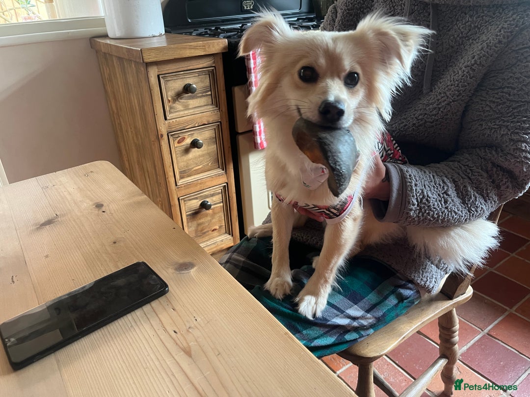 Miniature Dachshund dogs for sale: Dapple mini dachshund & long haired daxi cross - Advert 13