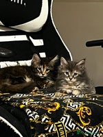 Maine Coon cats Maine coon kittens - Advert 8