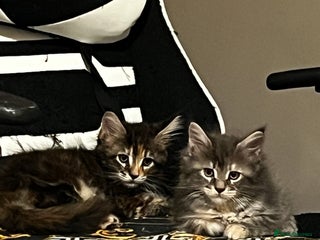 Maine Coon cats for sale: Beautiful Maine coon kittens - Advert 1