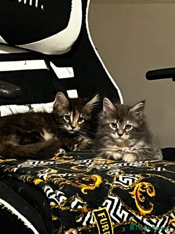 Maine Coon cats - Advert 4