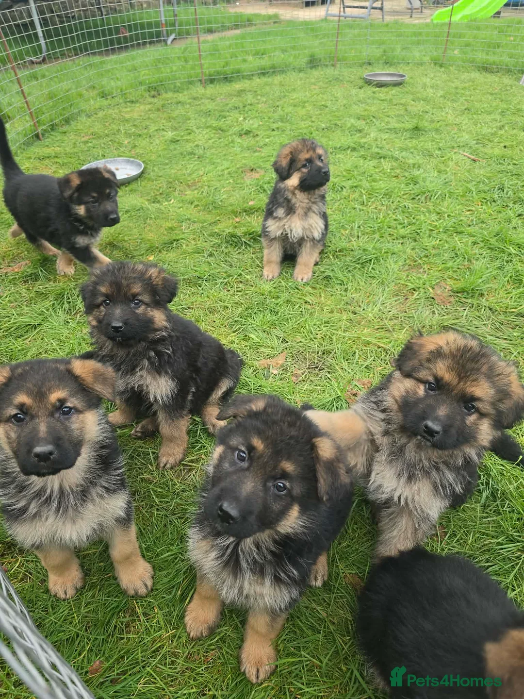German Shepherd dogs for sale: Beautiful KC registered German Shepherd pups - Advert 6
