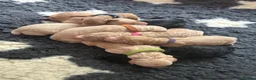 Labradoodle dogs for sale: Beautiful F1B Labradoodle Puppies  - Advert 10