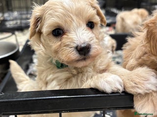 Maltipoo dogs 6 Gorgeous F1 Maltipoos Ready soon! - Advert 2