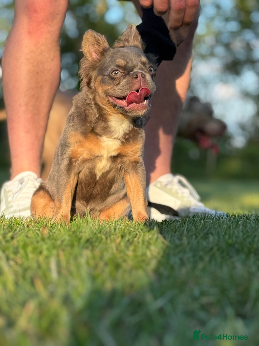 French Bulldog dogs for sale: Female Fluffy french bulldog - Image 4