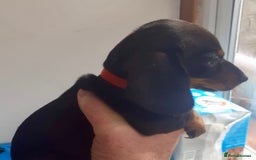 Miniature Dachshund dogs for sale: Stunning  Black and Tan miniature Dachshunds - Image 9