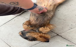 Dachshund dogs for sale: STANDARD DACHSHUND  - Image 2