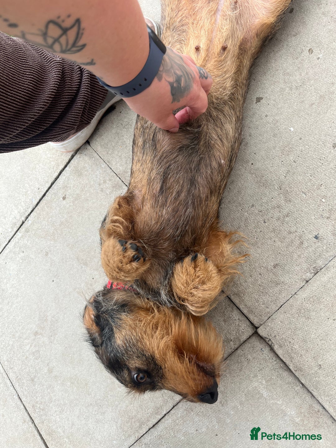 Dachshund dogs for sale: STANDARD DACHSHUND  - Image 2