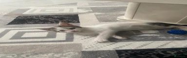 European Kitten 