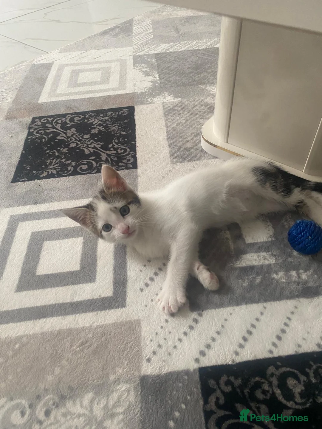 European cats for sale: Adorable male kitten in Bexleyheath - Advert 2