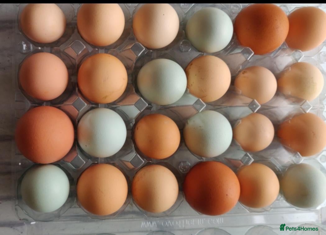 Chickens poultry Fertile chicken eggs for sale. - Advert 1