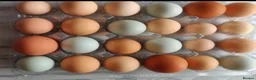 Chickens poultry for sale: Fertile chicken eggs for sale. - Advert 1
