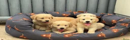 Golden Retriever dogs for sale: TeddyBear Health tested Vaccs KC Golden Puppies - Advert 14