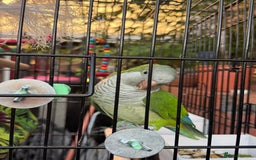 Parrots birds for sale: Male green Quaker parrot  - Image 10