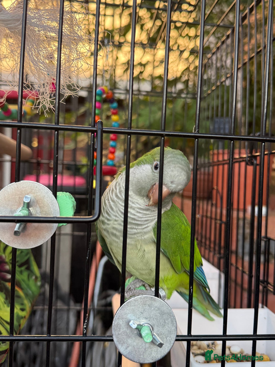 Parrots birds for sale: Male green Quaker parrot  - Image 10