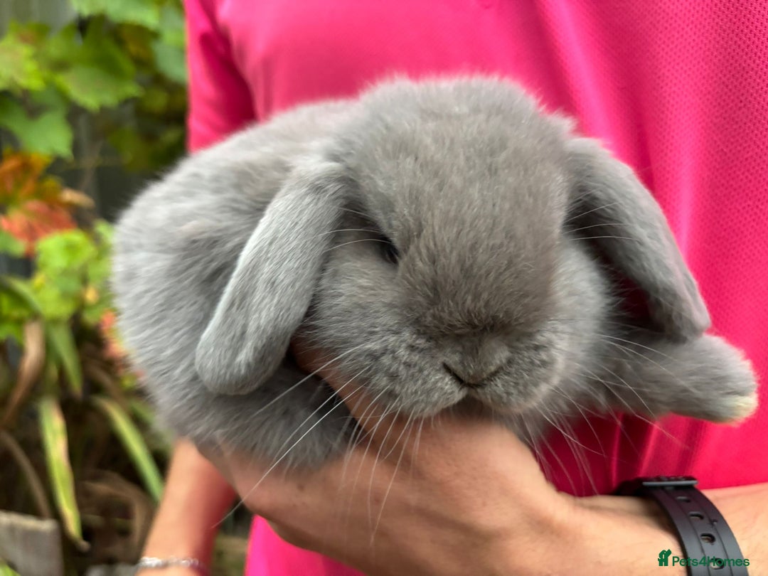 Mini Lop rabbits for sale: Friendly Pure Bred Mini Lop Bunnies Ready Now! - Image 5