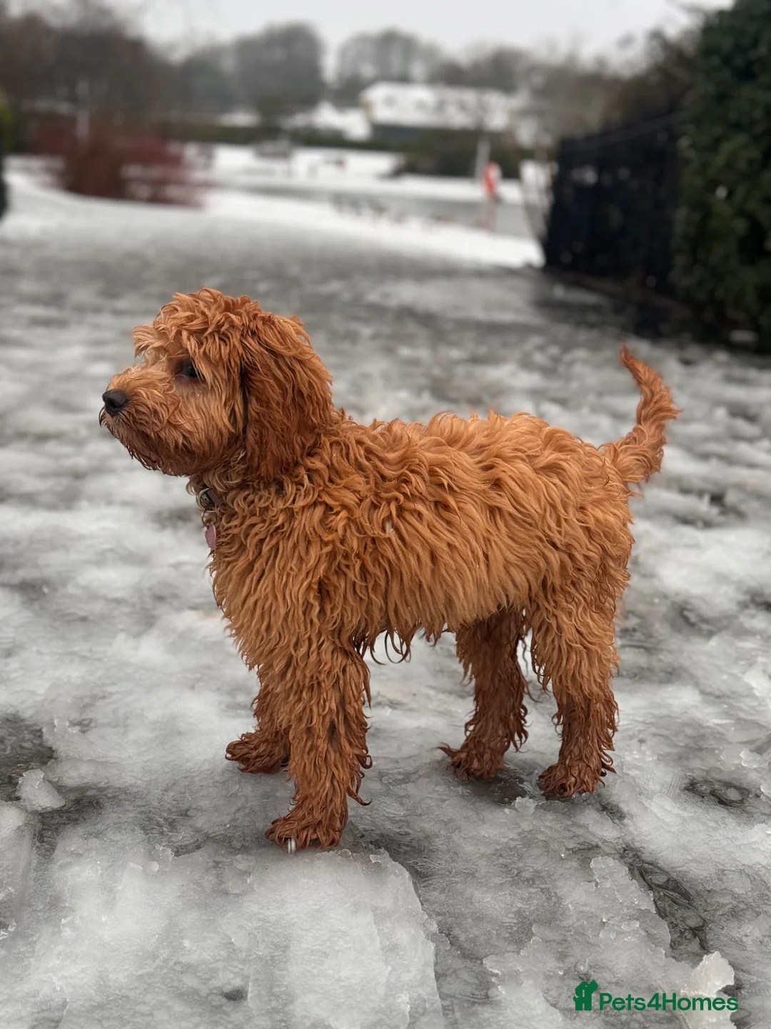 Cockapoo dogs for sale: Nellie - Advert 14