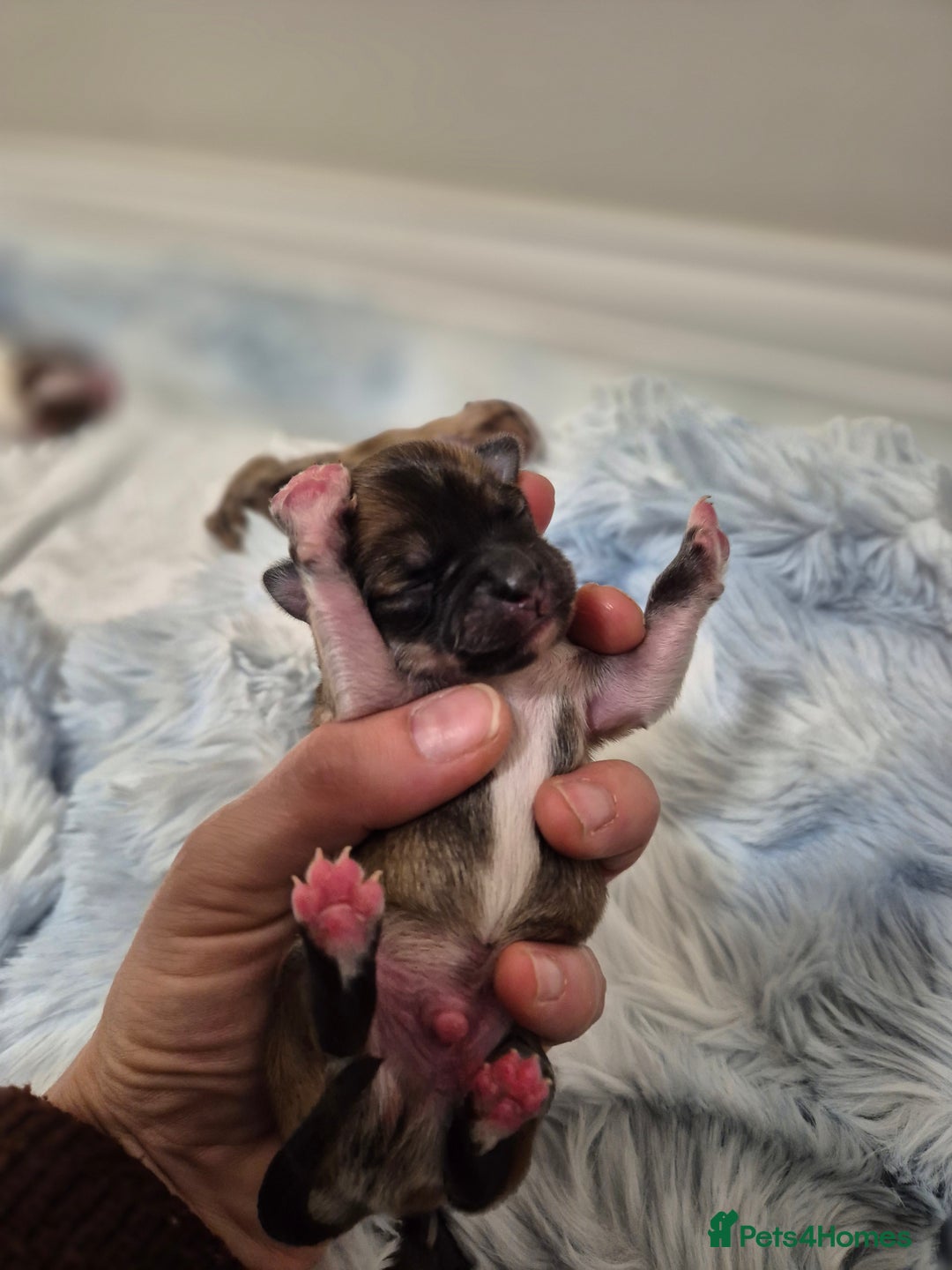 Chihuahua dogs for sale: Long haired chihuahua  - Advert 4