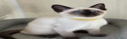 Siamese cats for sale: GCCF Registered Traditional Siamese Kittens  - Advert 29