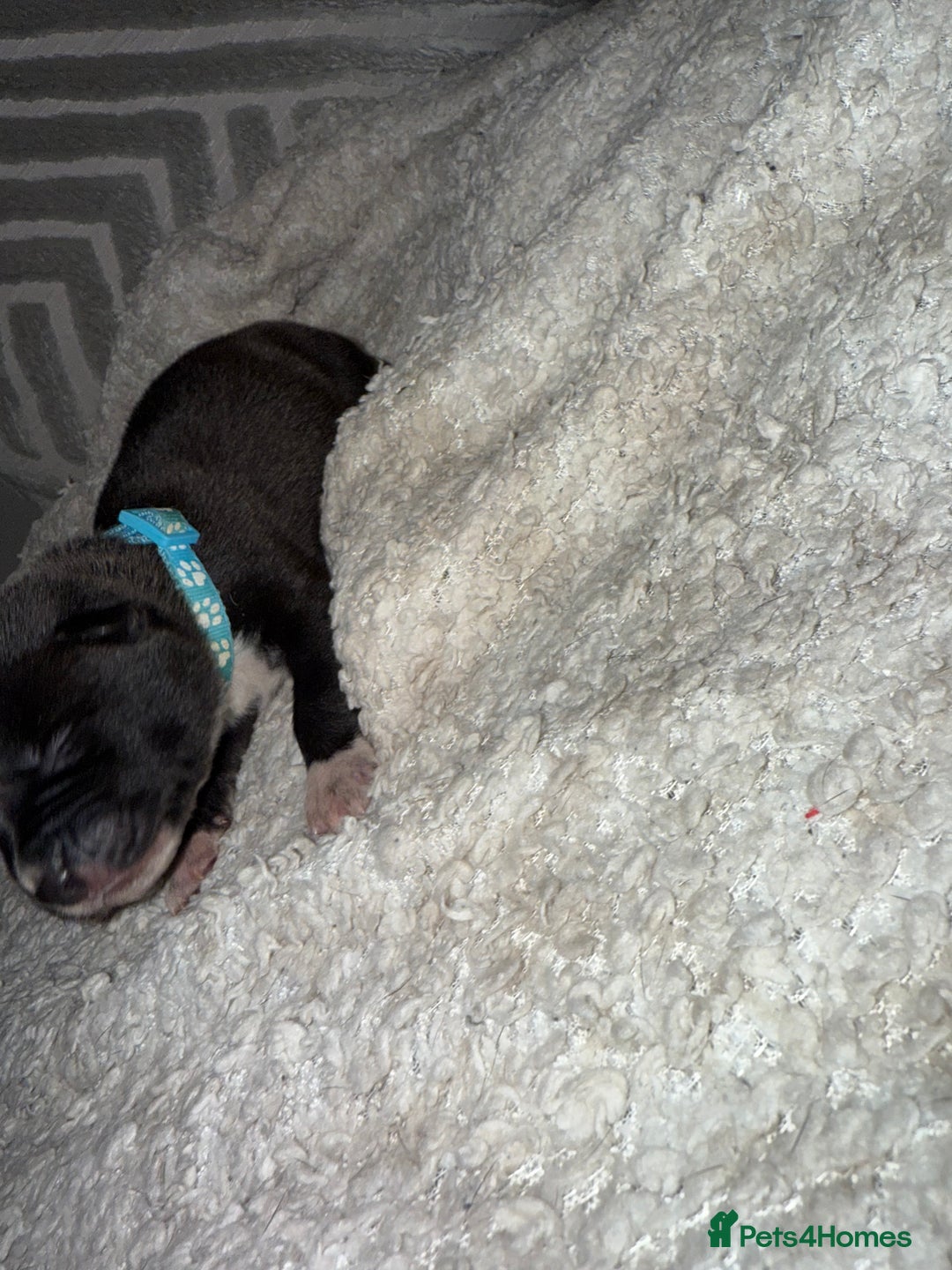 Mixed Breed dogs for sale: Cane corso mix Akita  - Image 37