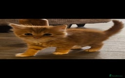 Mixed Breed cats for sale: Beautiful long haired kittens  - Image 7