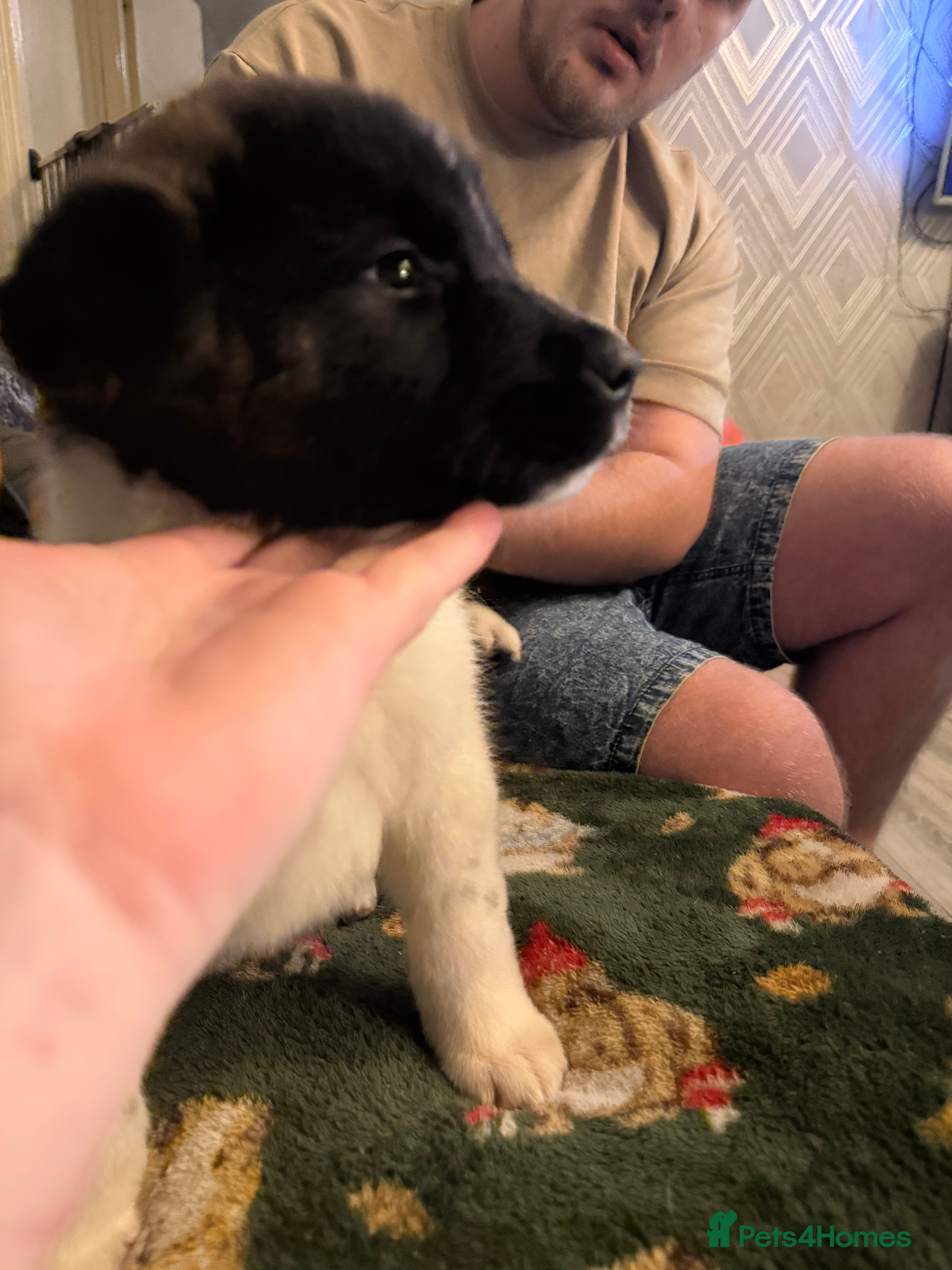 Akita dogs TWO BOYS & ONE GIRL LEFT   - Advert 13