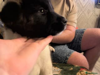 Akita dogs TWO BOYS & ONE GIRL LEFT READY NOW (REDUCED) - Advert 5