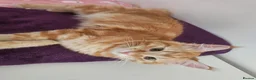 Maine Coon cats for sale: Maine coon mixed lovely extremely adorable kittens - Advert 2