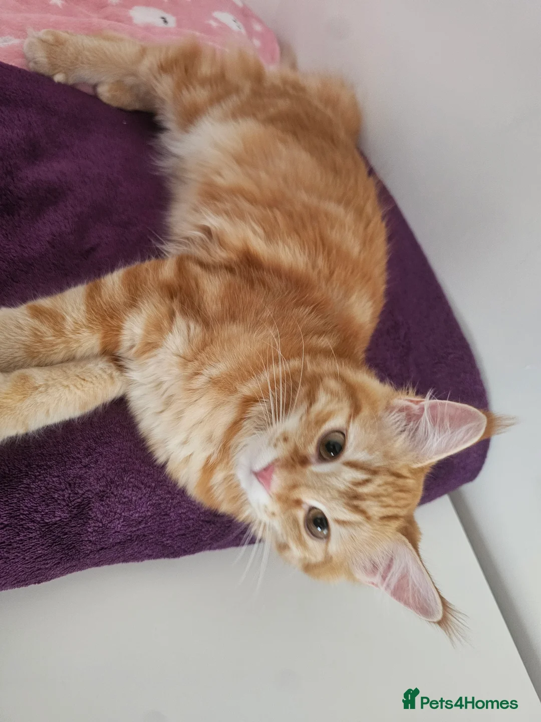Maine Coon cats for sale: Maine coon mixed lovely extremely adorable kittens - Advert 2