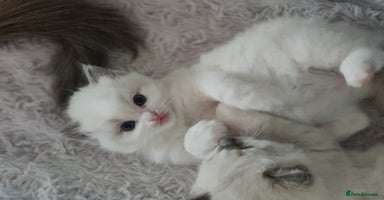 Ragdoll cats - Advert 3