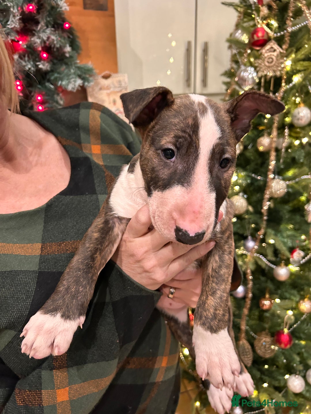 English Bull Terrier dogs for sale: Chunky english bull terriers for sale - Advert 9