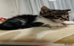 Domestic Shorthair cats for sale: 4 little Cats.  - Image 14