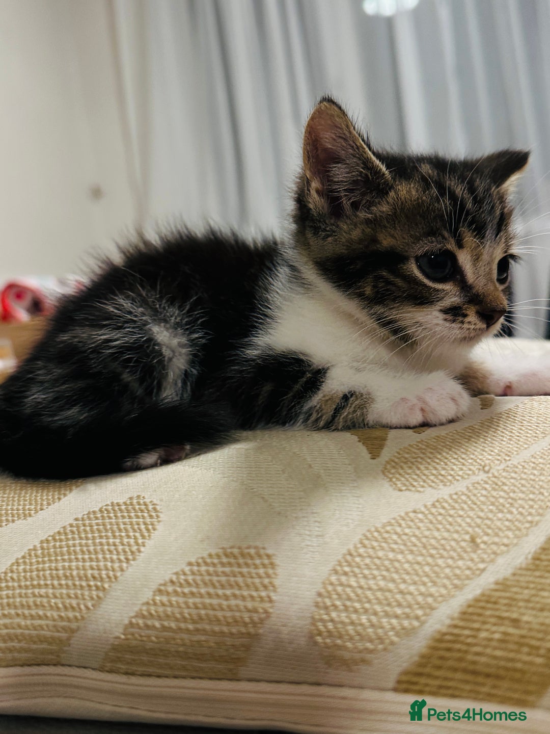 Domestic Shorthair cats for sale: 4 little Cats.  - Image 14