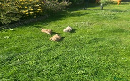 Cavapoo dogs for sale: 5* Beautiful cavapoo puppies 🐶 in Swansea - Image 26