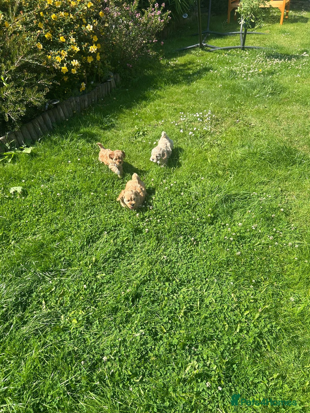 Cavapoo dogs for sale: 5* Beautiful cavapoo puppies 🐶 in Swansea - Image 26