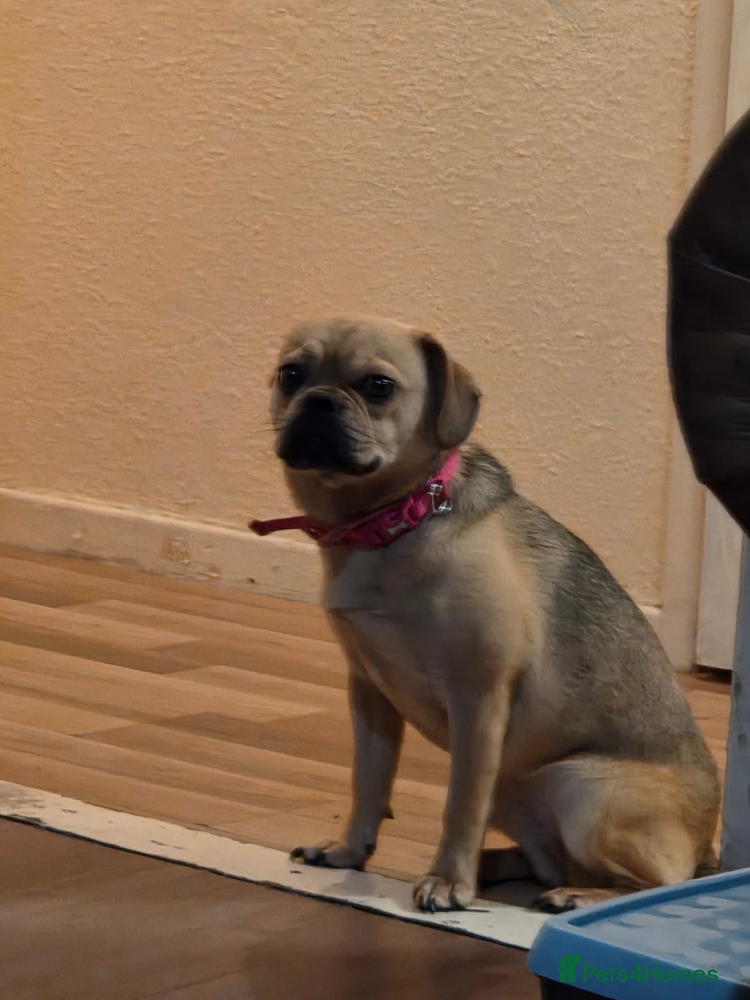 Frug dogs for sale: Lulu  - Image 3