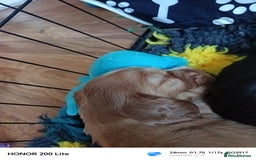 Cocker Spaniel dogs for sale: Show type Cocker spaniel puppy's KCR - Image 8