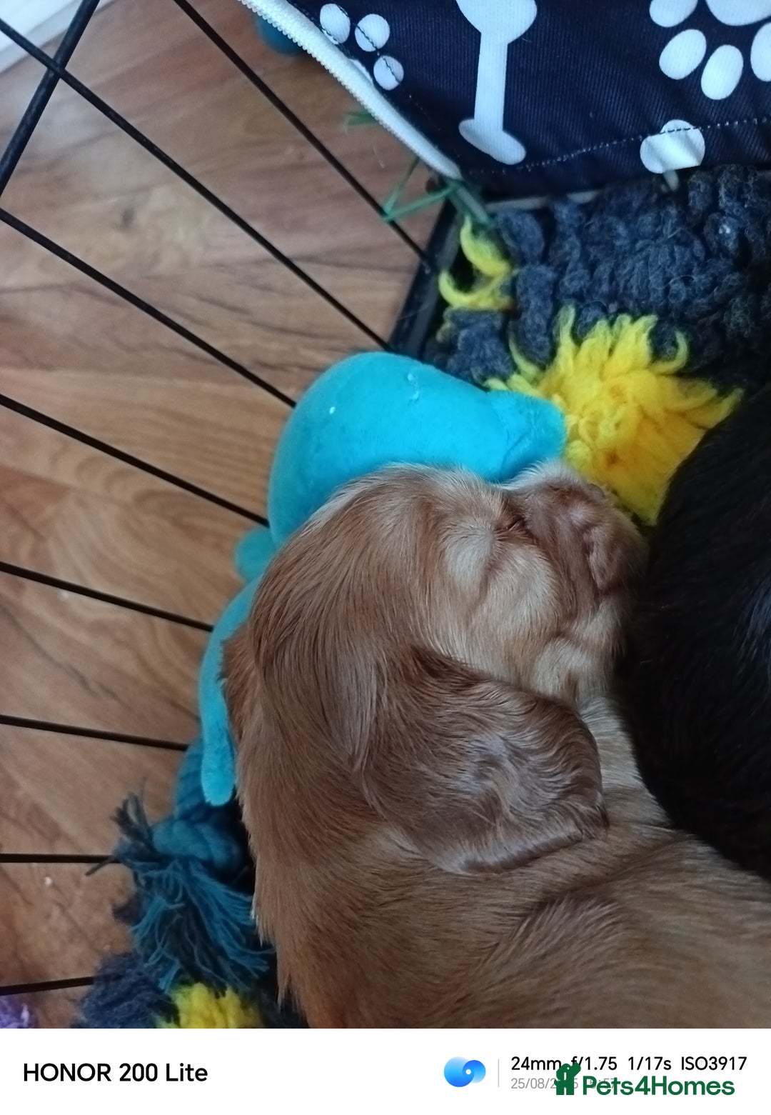 Cocker Spaniel dogs for sale: Show type Cocker spaniel puppy's KCR - Image 8