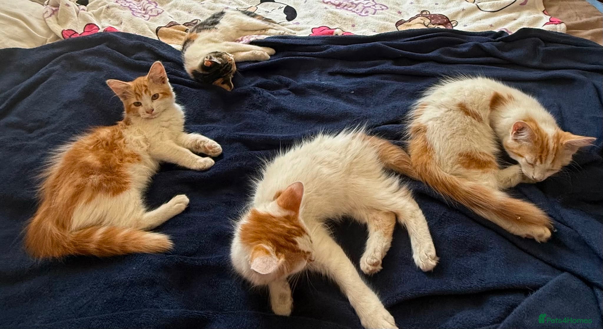 Mixed Breed cats Kittens  - Advert 2