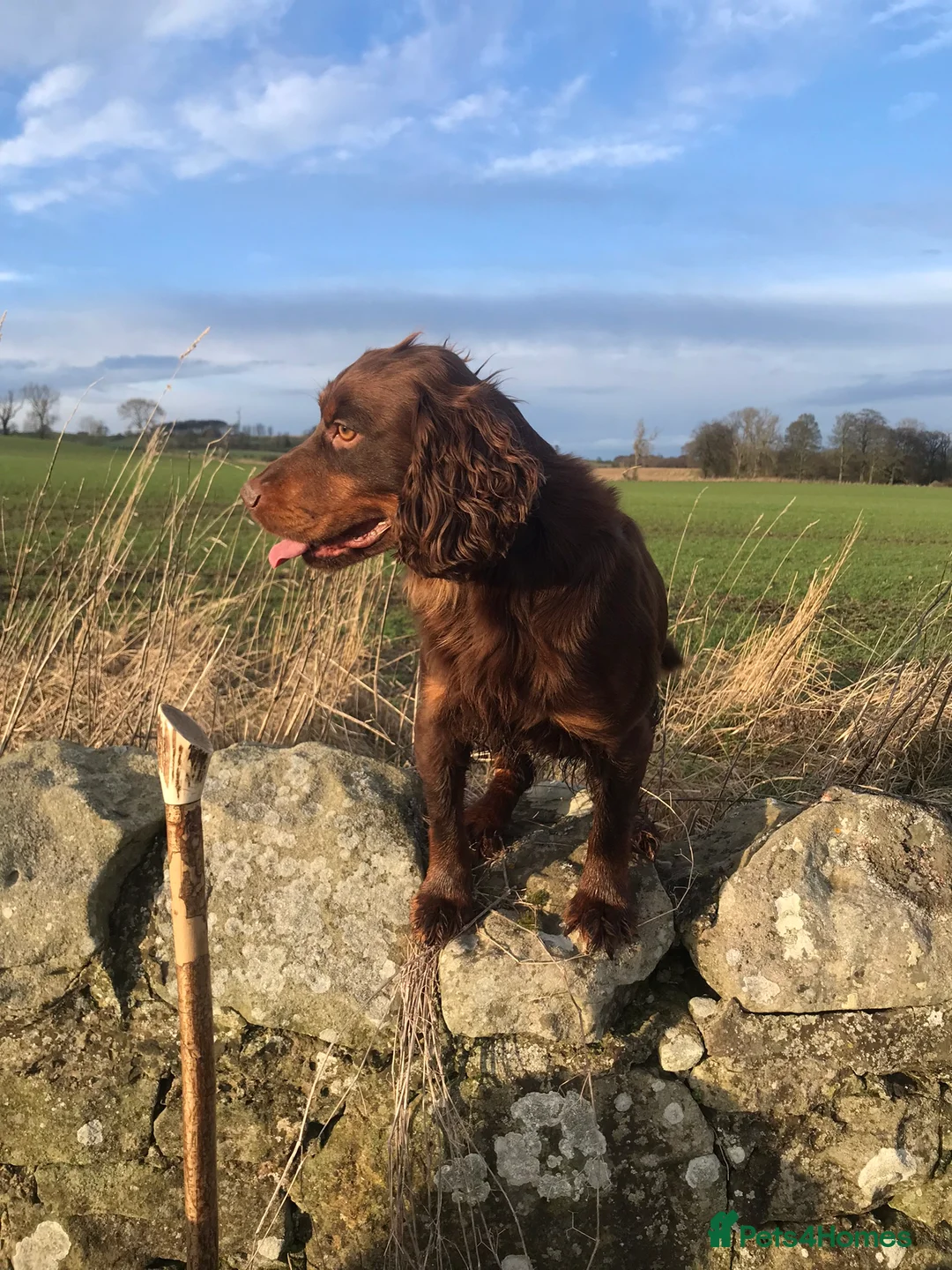 Cocker Spaniel dogs for stud: kc reg health tested working cockers - Advert 13