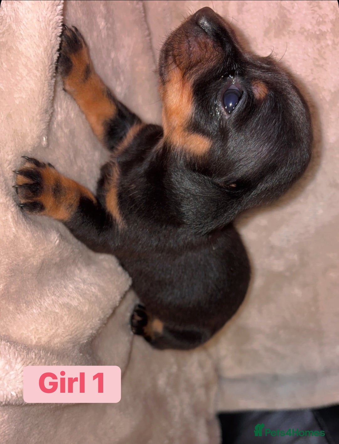Dachshund dogs for sale: Miniature dachshund pups 🐶  - Advert 3