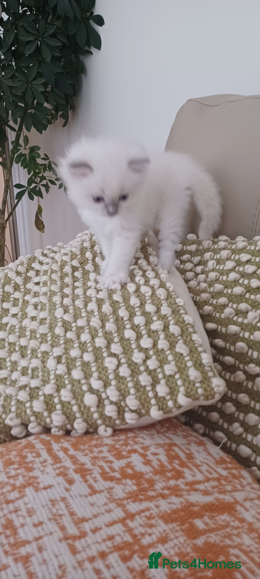 Ragdoll cats for sale: Blue mitted ragdoll kittens - Image 20