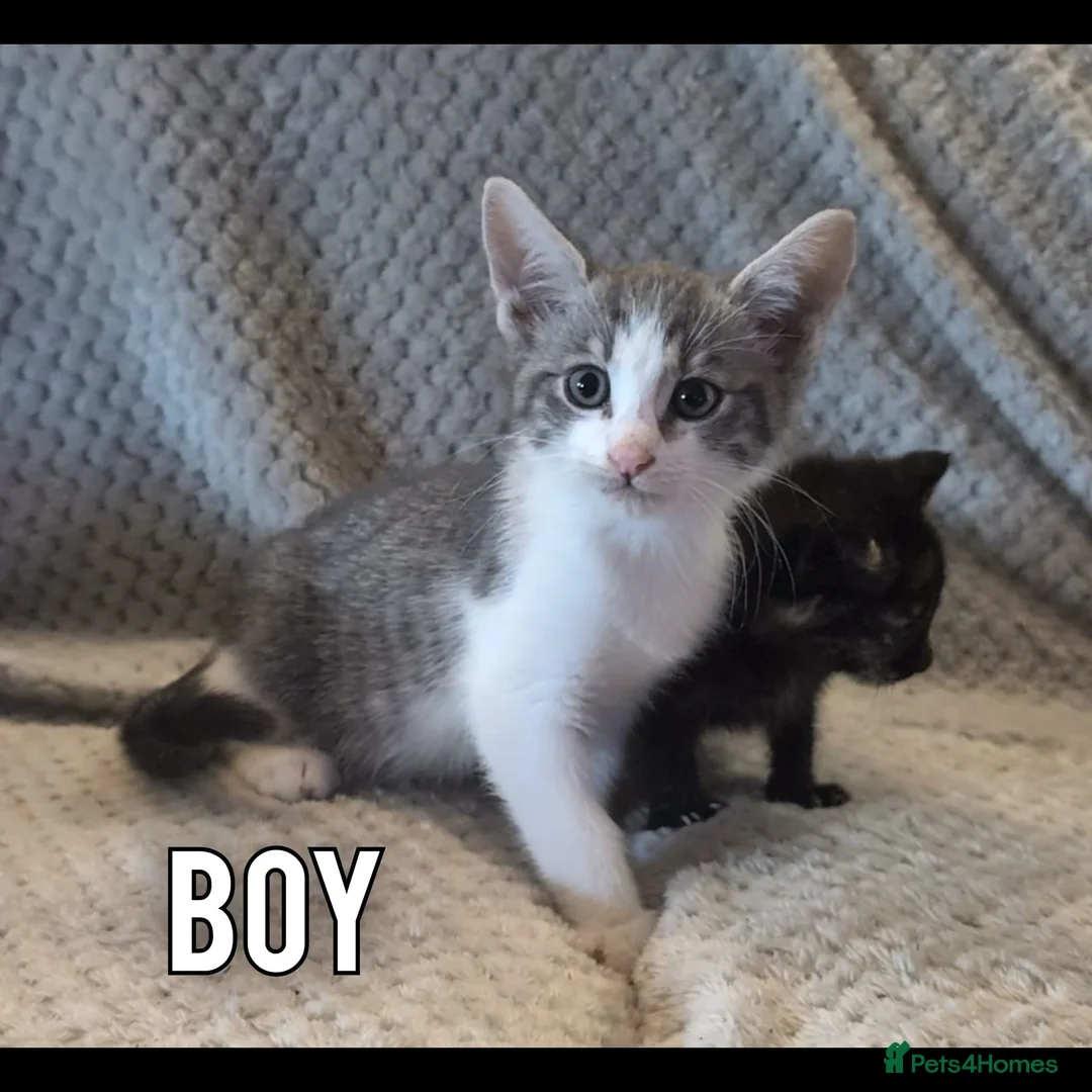 Mixed Breed cats for sale: Kittens for sale - Advert 2