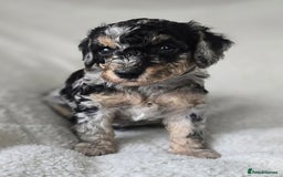Miniature Poodle dogs for sale: SMALL SIZE MINIATURE PUPPIES RARE COLOUR DNA TEST - Image 5