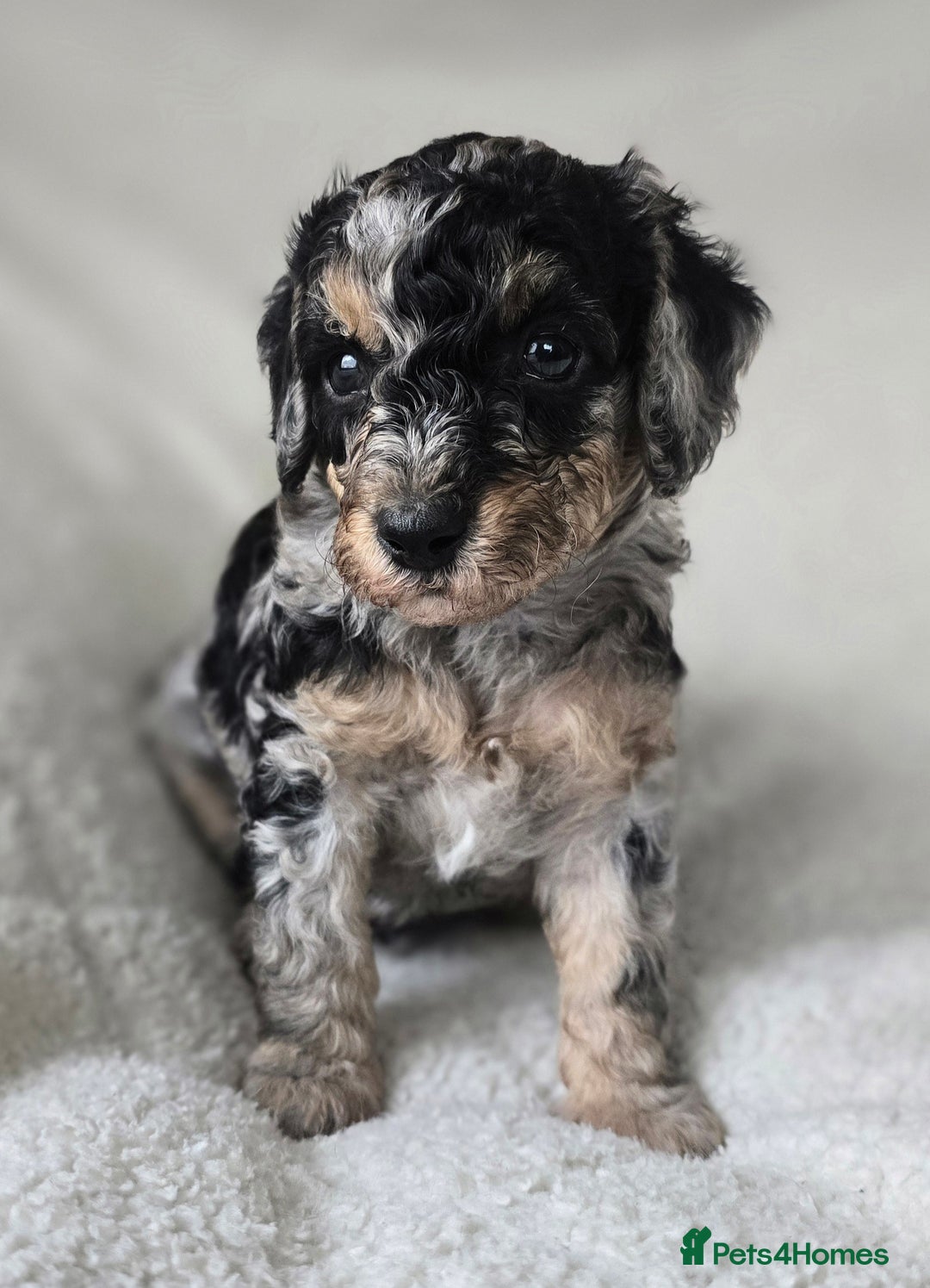 Miniature Poodle dogs for sale: SMALL SIZE MINIATURE PUPPIES RARE COLOUR DNA TEST - Image 5