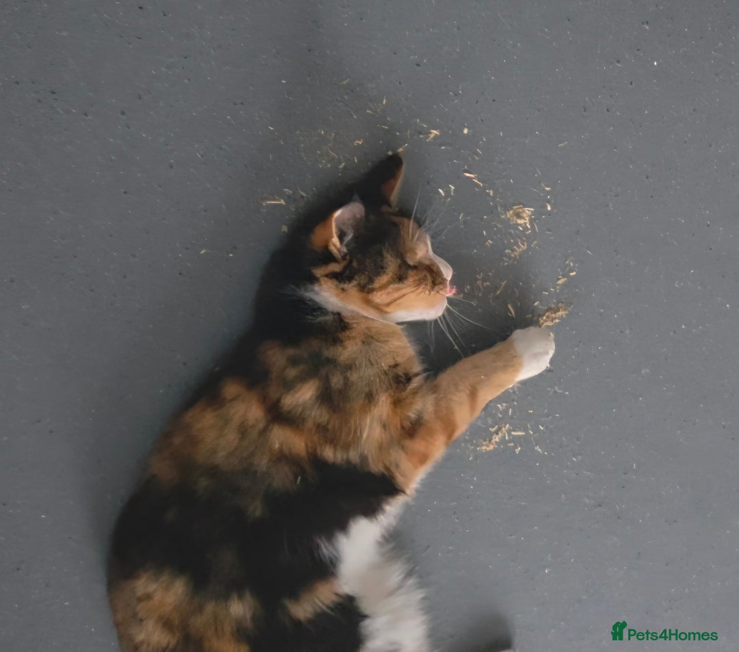 Domestic Shorthair cats for sale: Domestic Shorthair - Tortie Colouring - Advert 4