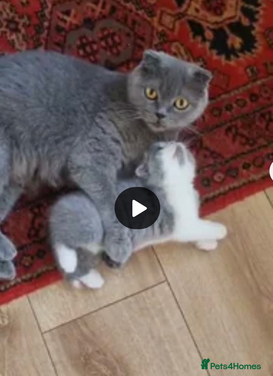 Scottish Fold cats Beautiful female purebread Scottish Fold - Advert 7