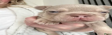 French Bulldog 3