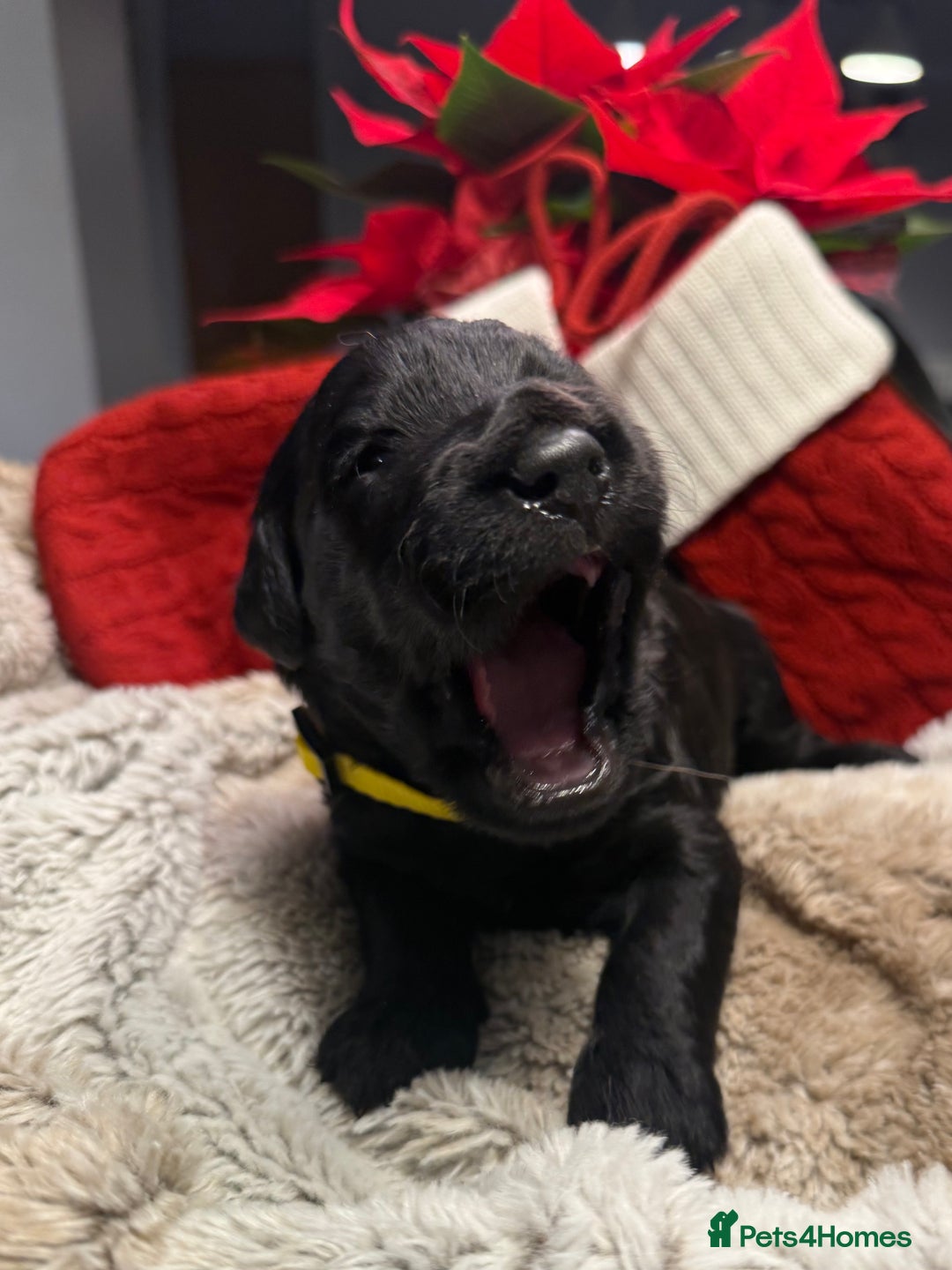 Goldendoodle dogs for sale: Health tested F1 Goldendoodle puppies  - Advert 14